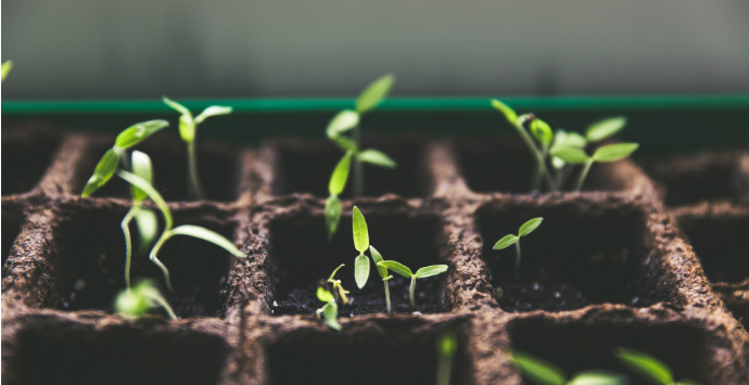 Photographie de plantes germées