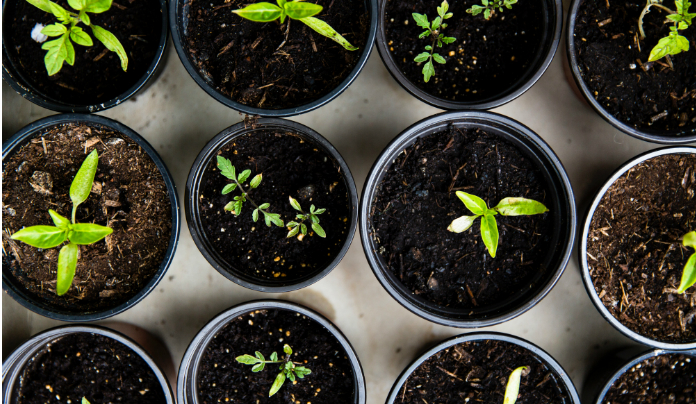 Photographie de plantes en pot